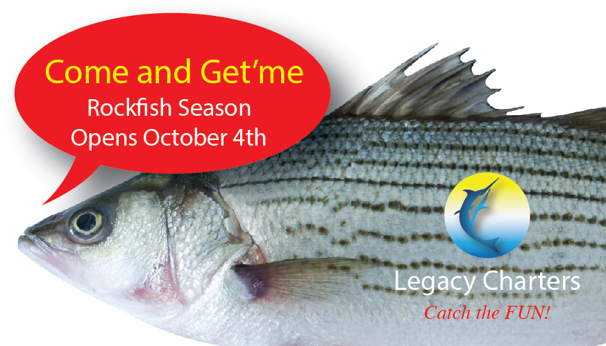 Rockfish Season Opens October 4th Call Legacy Charters in Virgina Beach VA for Virginia Beach Fishing Charters