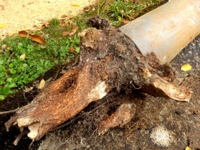 Sewer line options