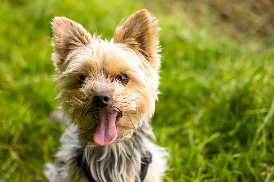 yorkie behavior problems terrier zone offers free report to help prevent terrier behavior yorkie behavior problems terrier zone offers free report to help prevent terrier behavior