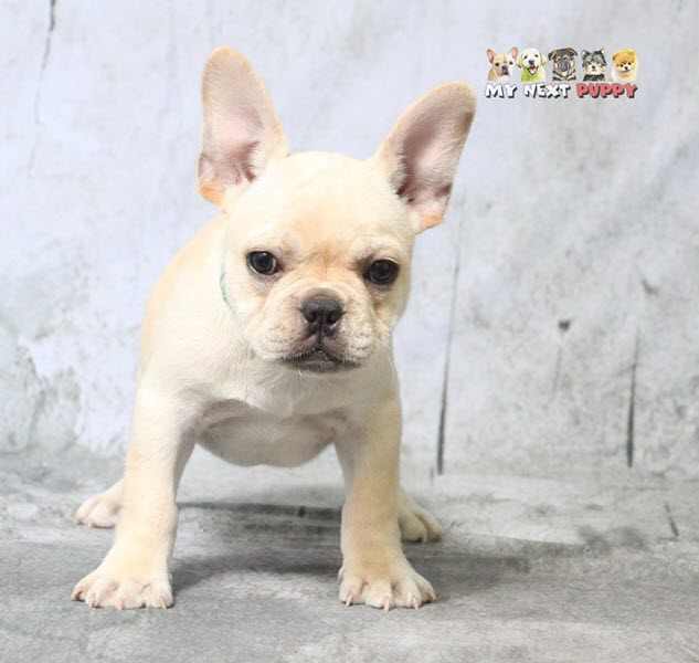 French Bulldog Puppies For Sale - My Next Puppy