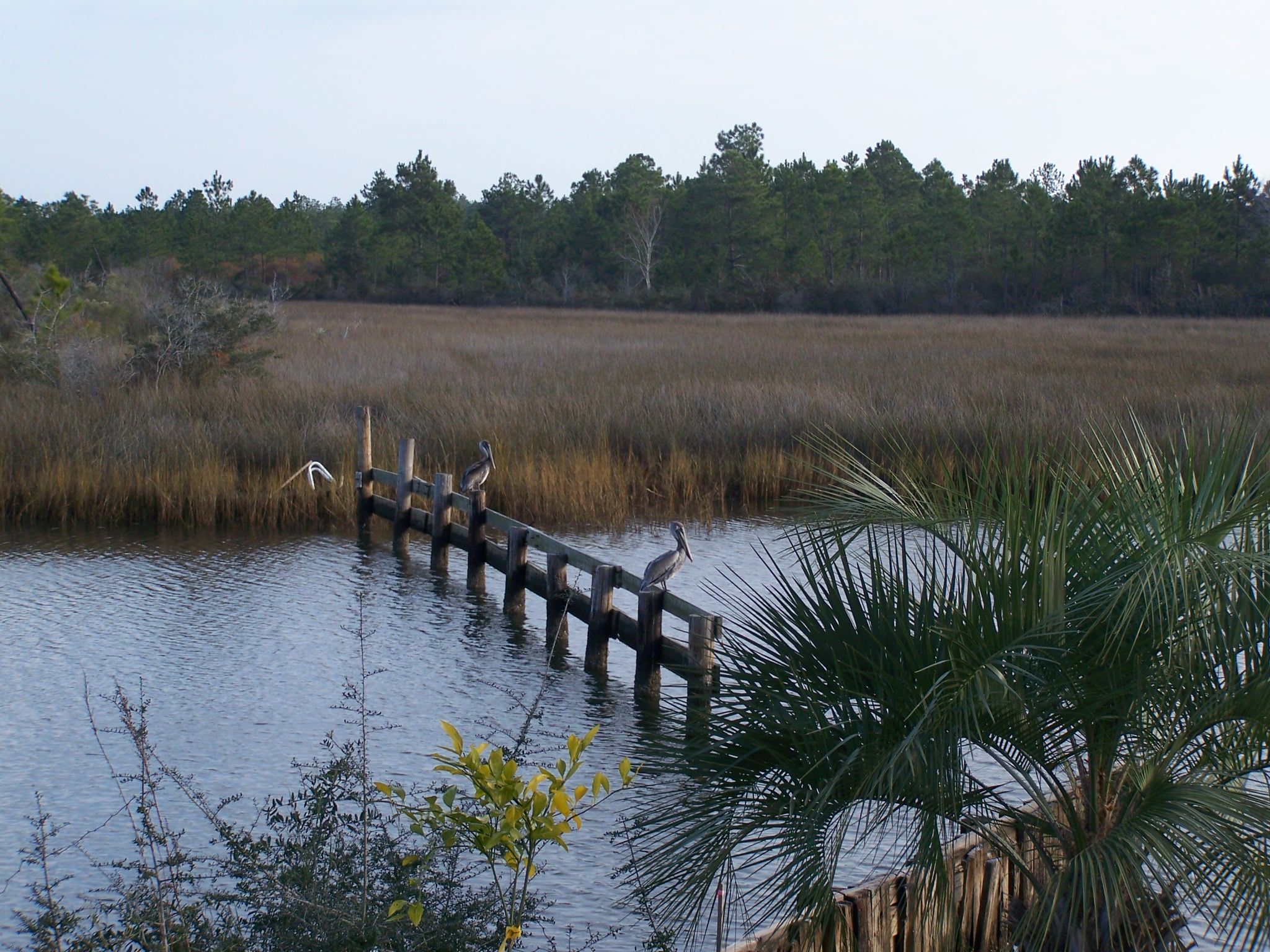 Pensacola Bird Watching