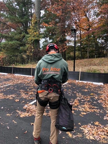 Tree Trimming Annandale VA - Pro Arbor Tree Care Professionals