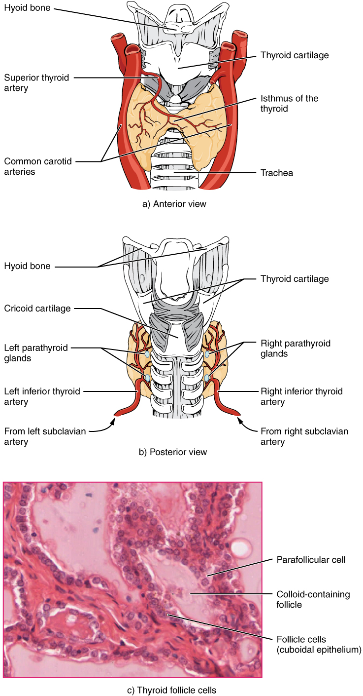 Hypothyroidism Natural Treatment