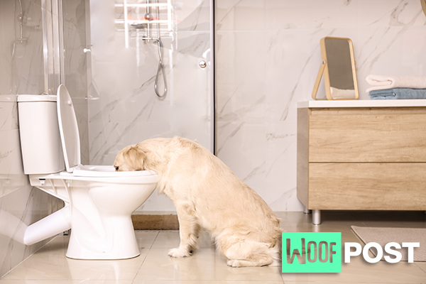 WoofPost.Com Drinking from the toilet 