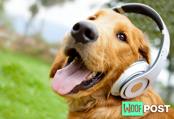 WoofPost.Com Dog Hearing