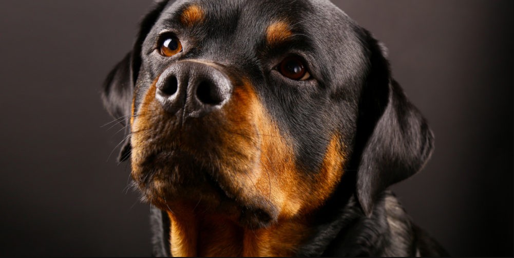 rottweiler temperament