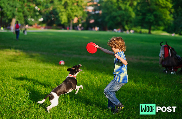 WoofPost.Com - Play Frisbee With Your Dog