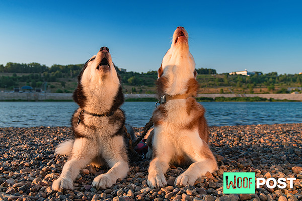 WoofPost.Com - Teach Your Dog To Howl