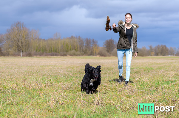 WoofPost.Com - Never Throw Sticks For Your Dog