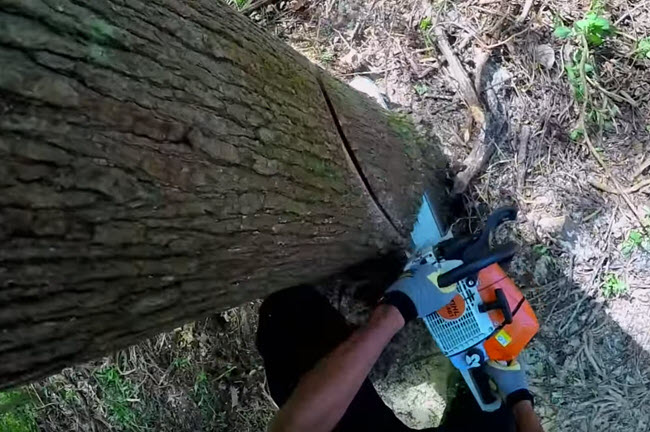 Tree Removal Steadfast Tree Care Spotsylvania