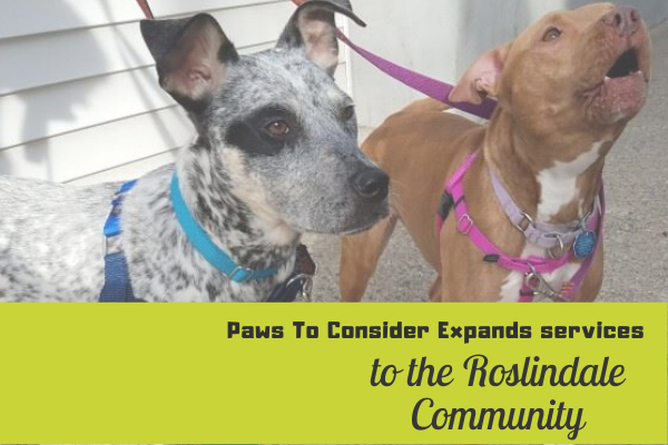 paws to consider dog walking service expands to the roslindale community