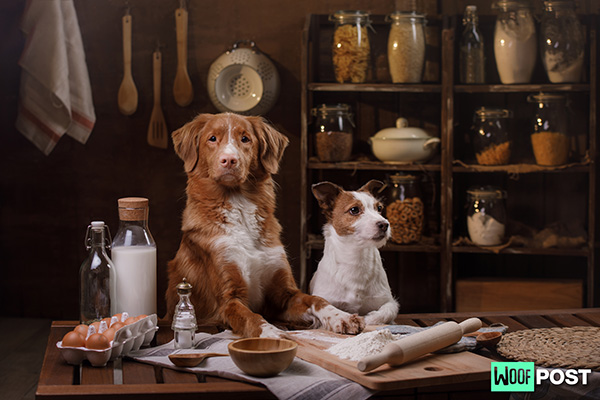 WoofPost.Com - Make Your Own Dog Food