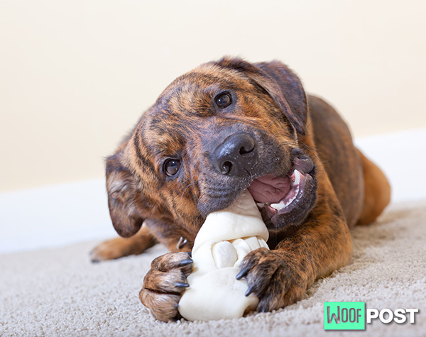 WoofPost.Com - Are Rawhides Safe For Your Dog?
