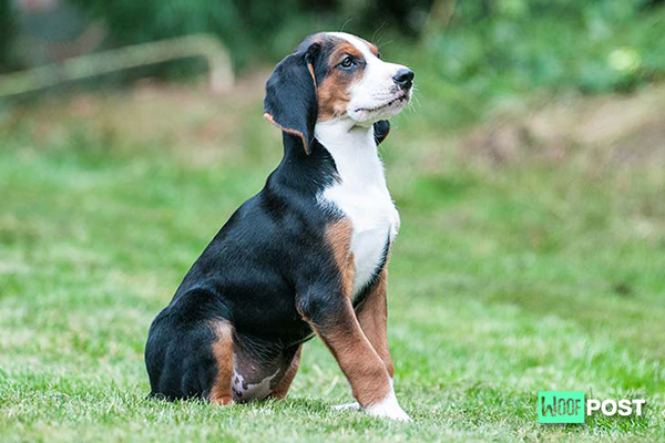WoofPost.Com - Breed SPOTLIGHT Hamiltonstovare