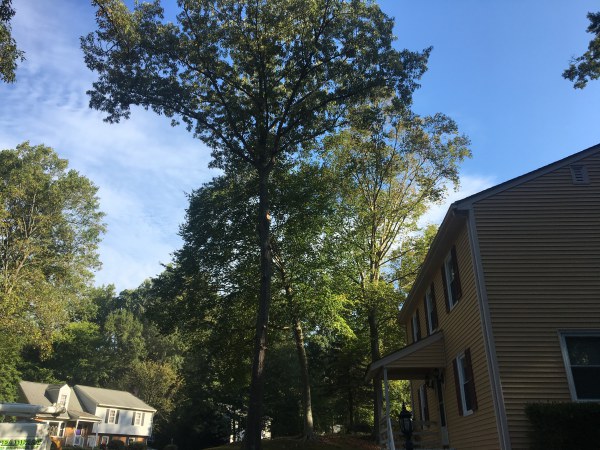 tree trimming service in beaverdam virginia by steadfast tree care