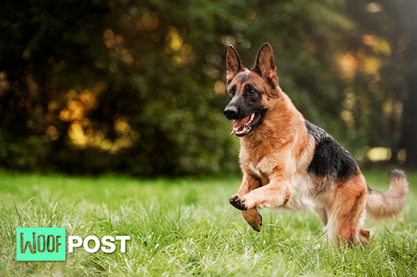 WoofPost.Com - Five Amazing Facts About German Shepherds