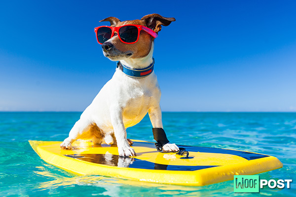 WoofPost.Com - Can Dogs Get Sunburned