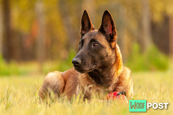 WoofPost.Com - Heartworm In Dogs What You Must Know