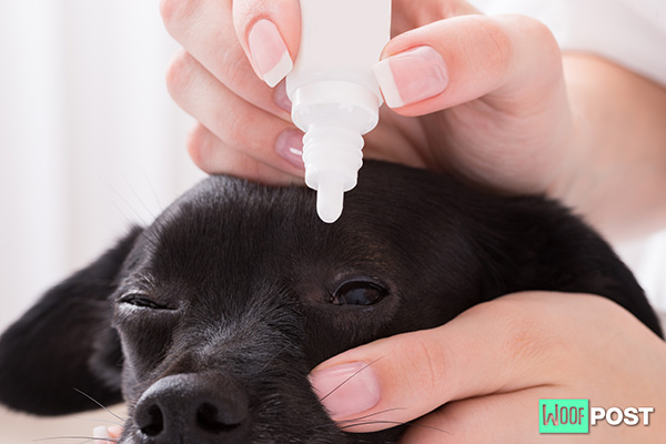 WoofPost.Com - How To Administer Eye Drops To Your Dog