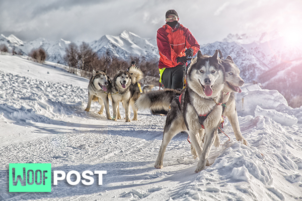 WoofPost.Com - Modern Sled Dogs Older Than We Thought