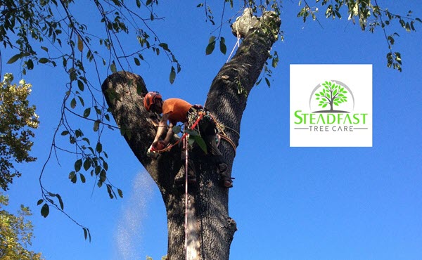 Fredericksburg Tree Service