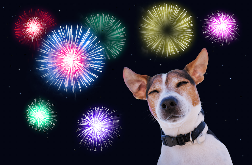 WoofPost.Com - Why Are Dogs So Afraid Of Fireworks?