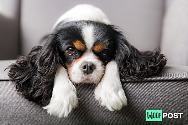 WoofPost.Com - Health Problems To Watch Out For In Small Dogs