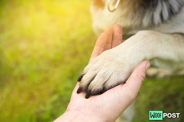 WoofPost.Com - How To Care For A Dog’s Paw Pads
