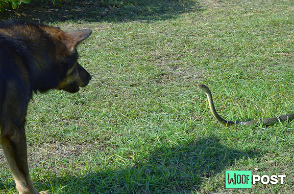 WoofPost.Com - WHAT TO DO IF YOUR DOG IS BITTEN BY A SNAKE