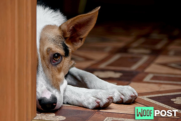 WoofPost.Com - WHAT TO DO WHEN YOUR DOG IS GRIEVING A LOSS