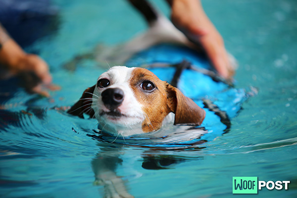 WoofPost.Com - HOW TO TEACH YOUR DOG TO SWIM