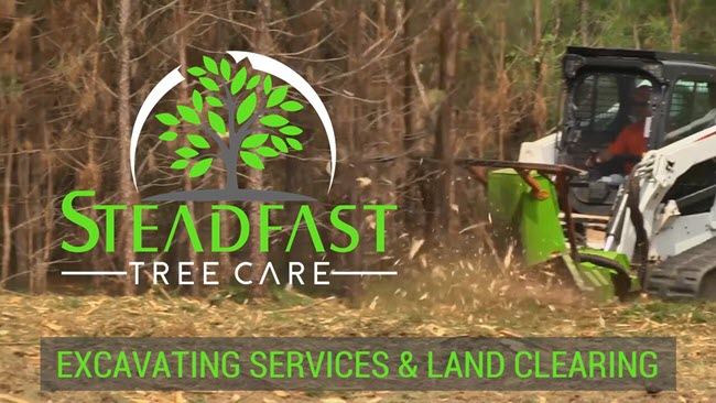 Tree removal, forestry mulching, and land clearing service in Milford Virginia