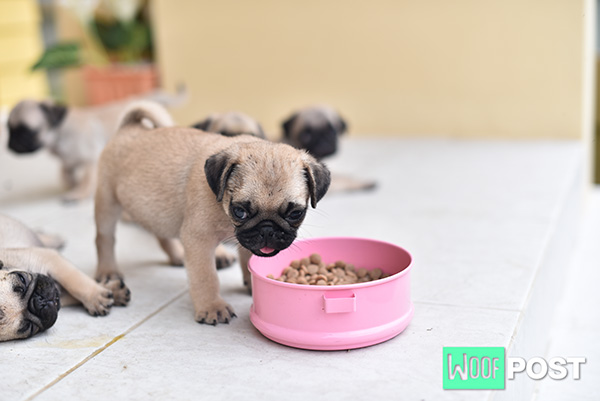 WoofPost.Com - NEW PUPPY? HOW TO GET YOUR HOUSE PREPARED