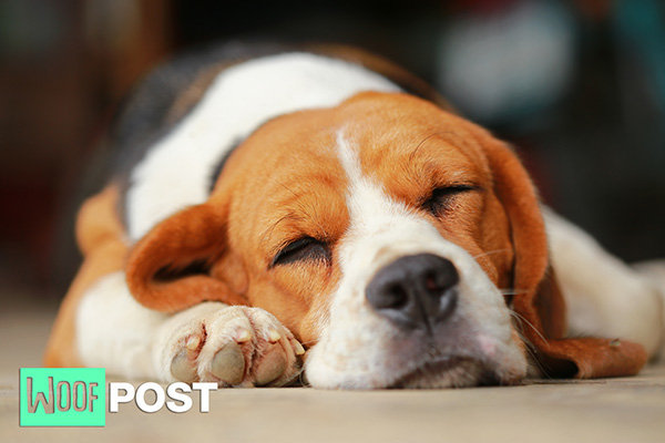 WoofPost.Com - WHY DOGS SLEEP SO MUCH