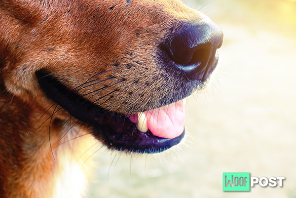 WoofPost.Com - DOGS AND SECONDHAND SMOKE