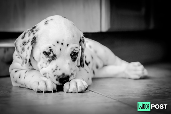 WoofPost.Com - WHY DOES YOUR DOG DIG INTO YOUR CARPET?