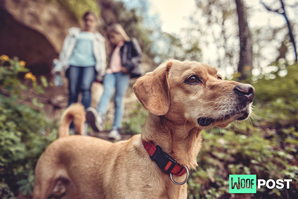 WoofPost.Com - CAN DOGS GET POISON IVY?