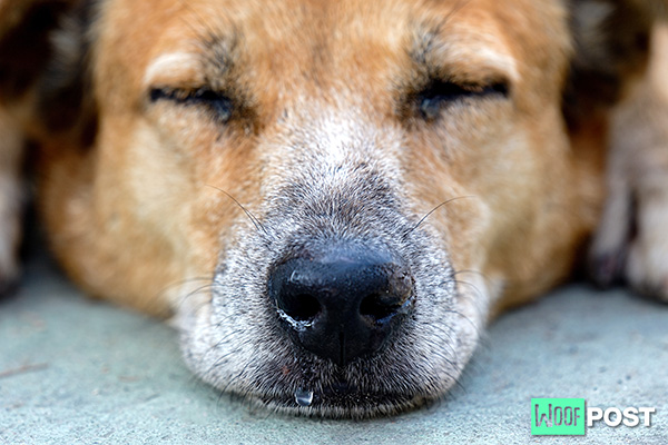 WoofPost.Com - WHY DO DOGS HAVE RUNNY NOSES?