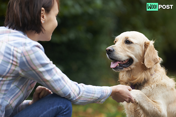 WoofPost.Com - HOW TO TEACH YOUR DOG TO SHAKE HANDS