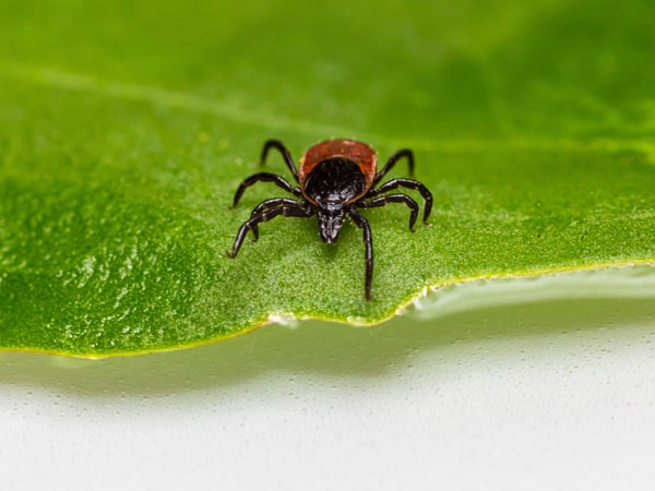 tick lyme disease