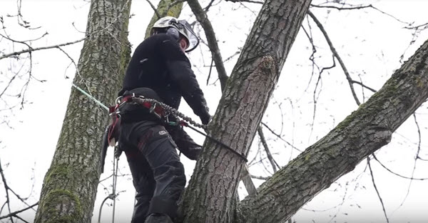 Tree Trimming Service King William VA - Steadfast Tree Care