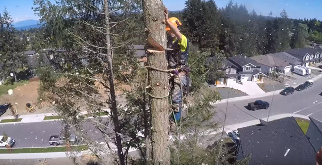 Tree removal service by Steadfast Tree Care