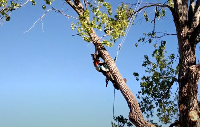 Tree trimming service in Manquin Virginia