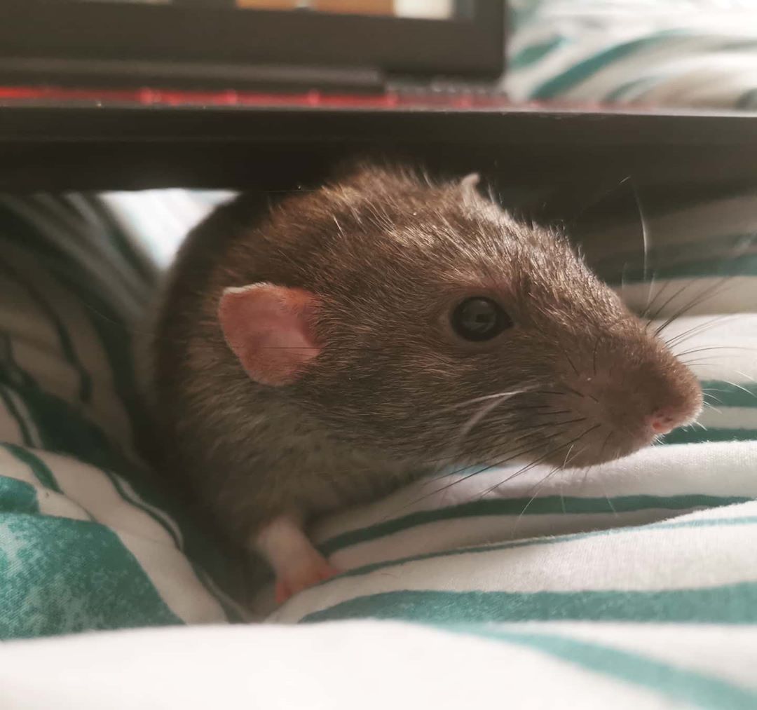 First Rate Pest Control of San Jose-LOST