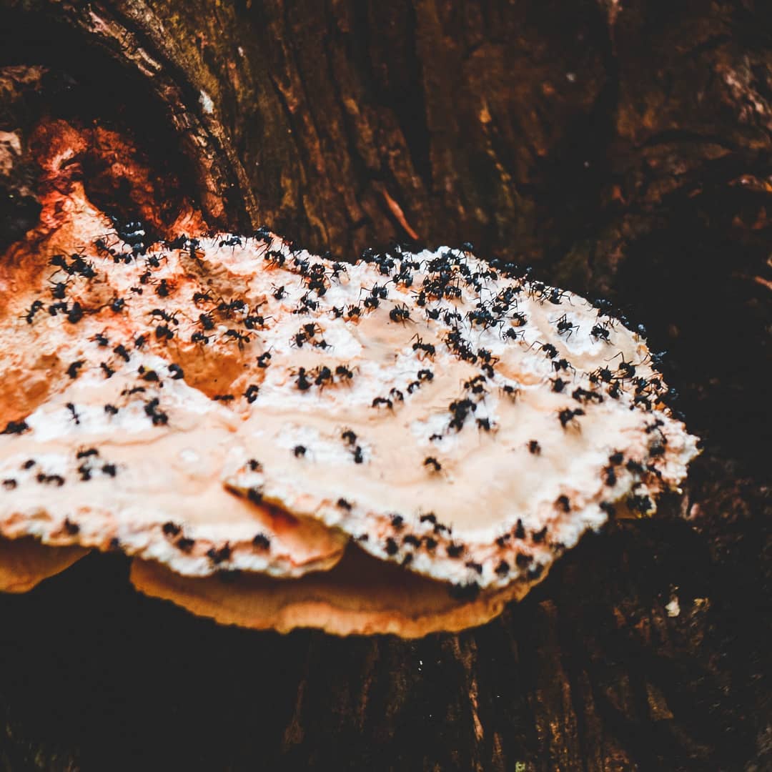 Quality Plus Pest Control of Chula Vista