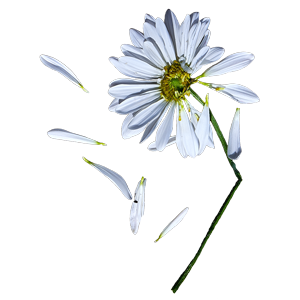 Crushed Daisy Art Gallery