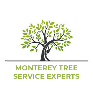 Monterey Tree Service Experts