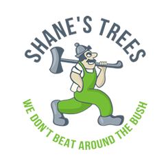 Shanes Trees - Brisbane