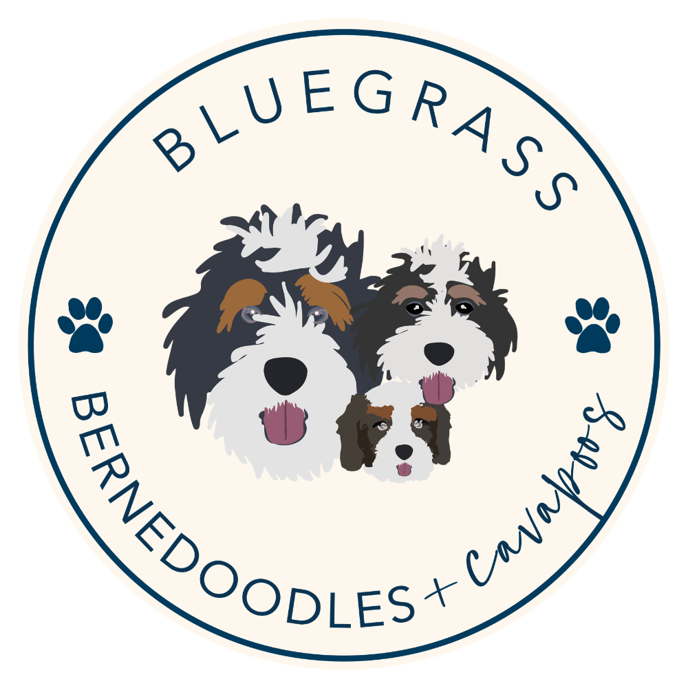 Bluegrass Bernedoodles