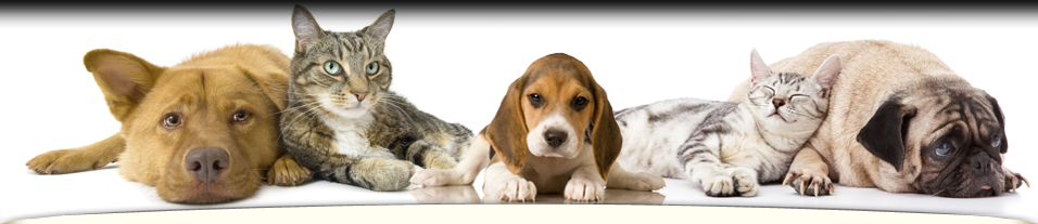 Hopi Animal Hospital